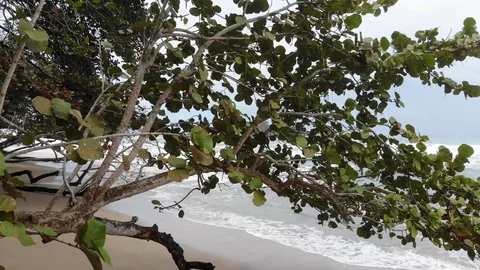 Island off of Playa Cocles Stock Footage 127256402