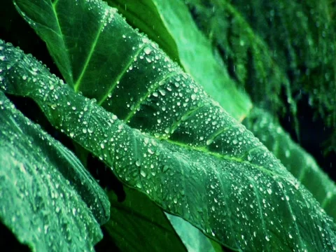 Island Rain Stock Footage