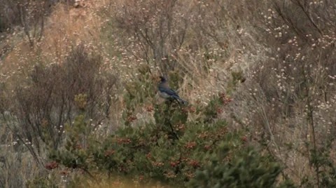 Island Scrub Jay 스톡 동영상 38317310