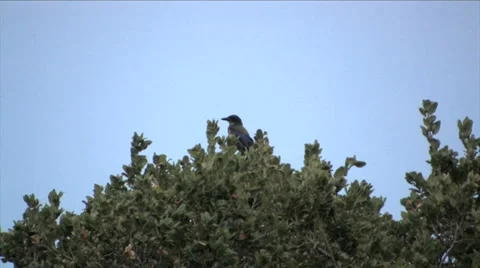 Island Scrub Jay 스톡 동영상 38317498