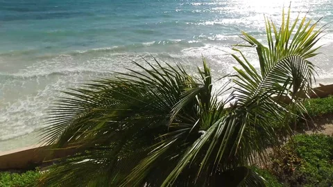 Island Seas Resort Grounds in Williams Town, Freeport, Grand Bahama Stock Footage 101658820