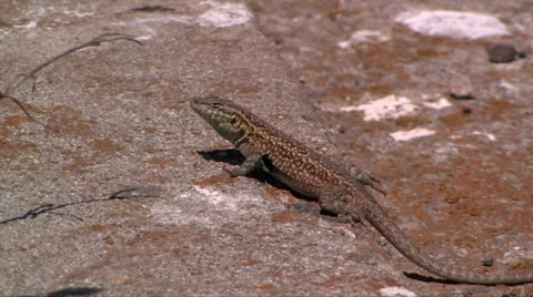 Island side-blotched lizard.  스톡 동영상 38319695