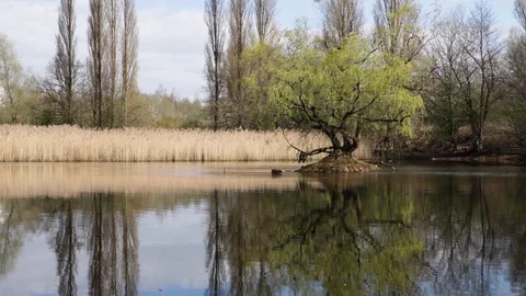 Island Tree And Goose On Calm Reflective Water In Reed Marsh Stock Footage 106926334