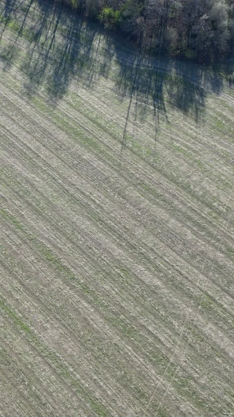 Island of trees in the farm field 動画素材 225525460