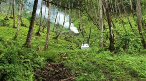 Islander Harvesting Coconuts Видео 10684338