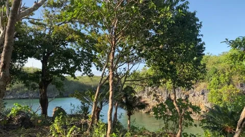 Islandforest Stock Footage 150255176