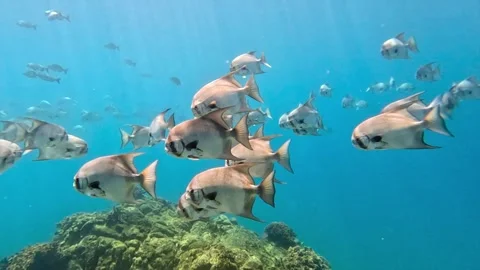 Islas Secas Fish School Stock Footage 308442431