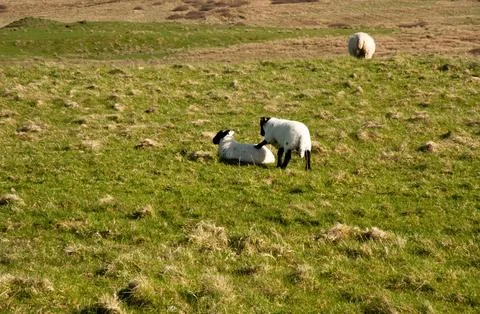 Islay sheep Stockfoto's