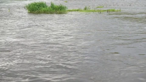 Islet of grass in the middle of a stream of water. Quick river. 4K Stock Footage 124735334