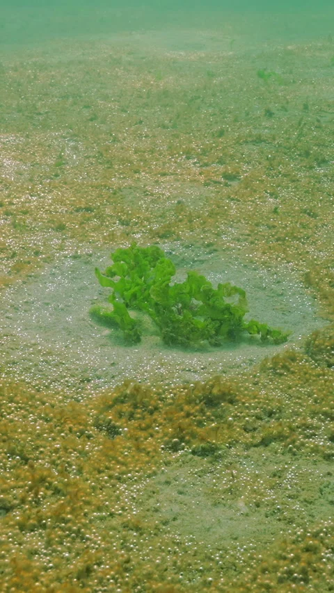 Islet of Sea Lettuce green algae, Ulva lactuca on sand, surrounded by Stock Footage 324255993