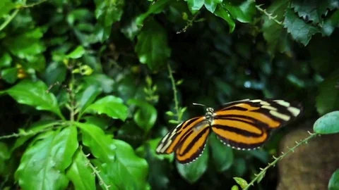 Ismenius Tiger, ( Heliconius ismenius ) very slow motion footage Stock Footage
