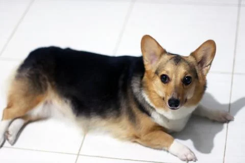 Isn't she cute? Foto stock