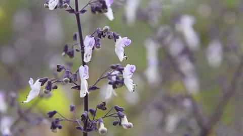 Isodon flowers Video stock 83370256