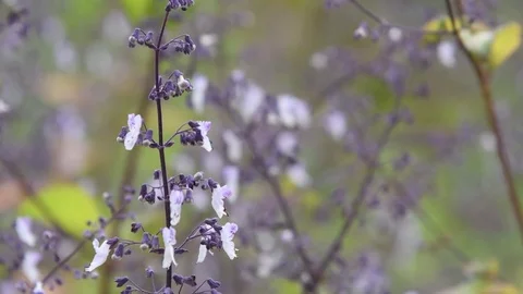 Isodon flowers Stock Footage 83370406