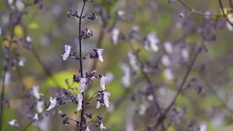 Isodon flowers Stock Footage 83370407