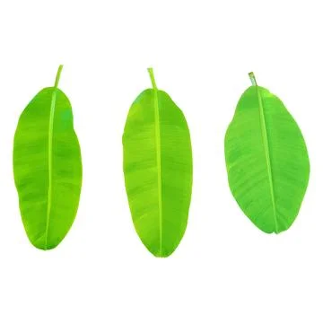 Isolate banana leaf on white background. Stock Illustration