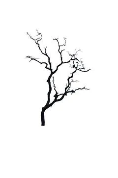 Isolate black braches tree on white background Stock Photos