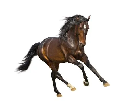 Isolate of the brown horse Stock Photos