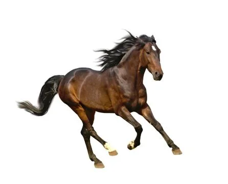 Isolate of the brown horse Stock Photos