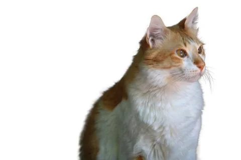 Isolate cat on white background,Standing white and yellow cat Looking to the  Stock Photos