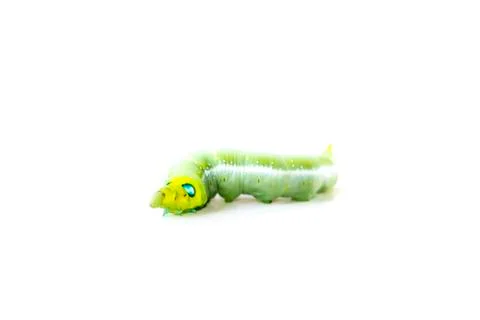 Isolate of caterpillar Stock Photos