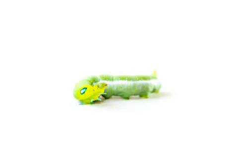 Isolate of caterpillar Stock Photos