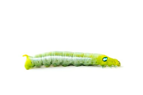 Isolate of caterpillar Stock-Fotos