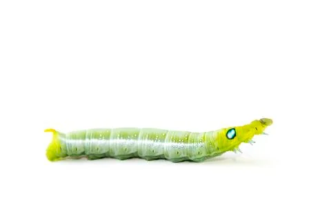 Isolate of caterpillar Stock Photos