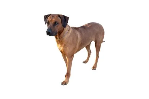 Isolate closeup RHODESIAN RIDGEBACK in full growth. Stock Photos