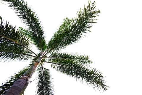 Isolate coconut tree  and white background. Stock Photos