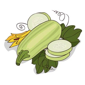 Isolate courgette or zucchini Stock Illustration