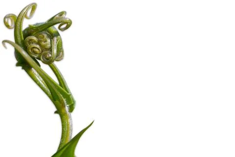 Isolate Crested ferns. Stock Photos