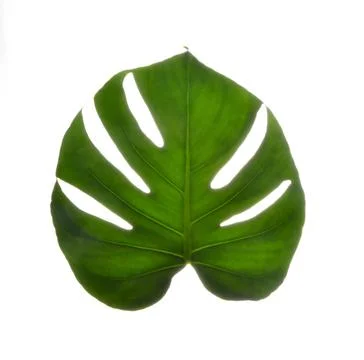 Isolate Dark green Monstera large leaves on white background Stock Photos