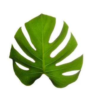 Isolate Dark green Monstera large leaves on white background Stock Photos