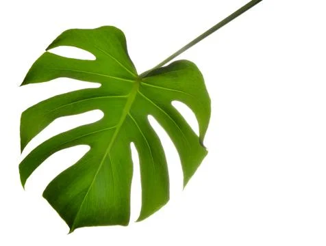 Isolate Dark green Monstera large leaves on white background Фото