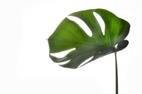 Isolate Dark green Monstera large leaves on white background 스톡 사진