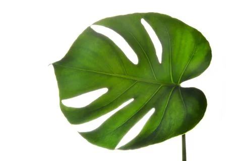 Isolate Dark green Monstera large leaves on white background Фото