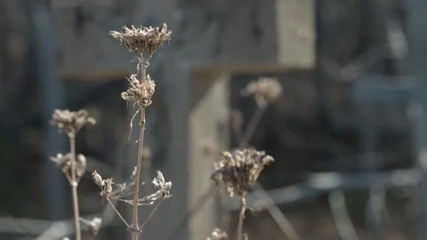 Isolate dry weeds moving in a light wind with a gravestone in the background out Stock Footage 307941265