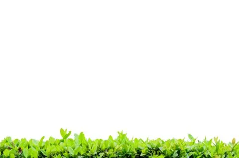 Isolate flower frame Stock Illustration