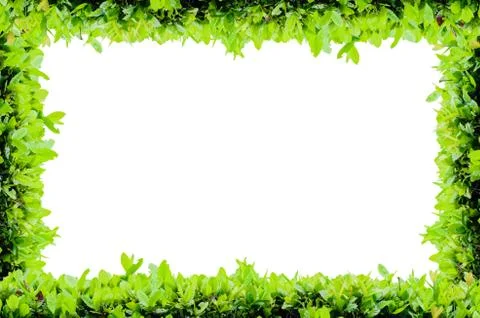 Isolate full flower frame Stock Illustration