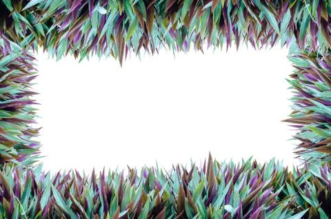 Isolate full grass frame Stock Illustration