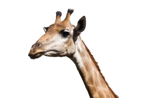 The Isolate giraffe head Stock Photos