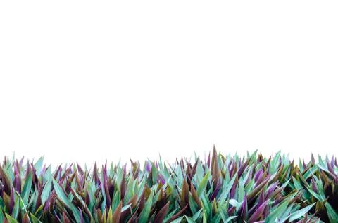 Isolate grass frame Stock Illustration