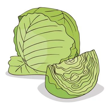 Isolate green cabbage vegetable Illustrazione stock