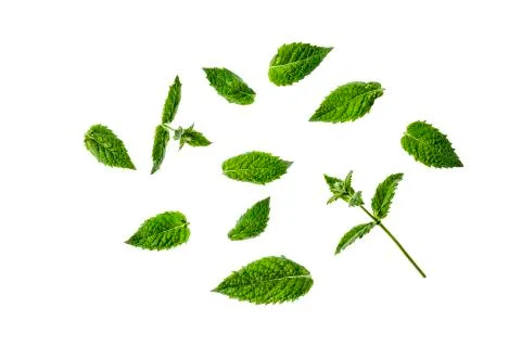 Isolate. Green mint leaves isolated on white background. Stock Photos