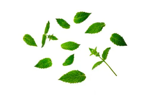 Isolate. Green mint leaves isolated on white background. Stock Photos