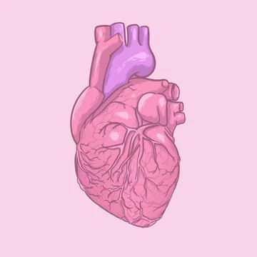 Isolate heart drawing icon vector illustration Stock Illustration