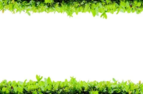 Isolate horizontal flower frame Stock Illustration