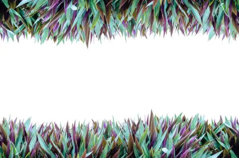 Isolate horizontal grass frame Stock Illustration