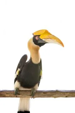 Isolate of hornbill Stock Photos